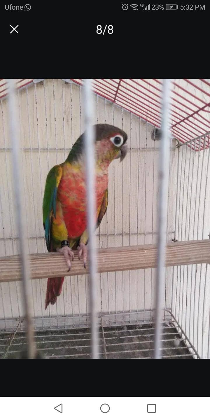 conure breader pair 3