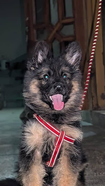 German Shepherd Female Puppy
