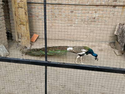 BLUE PIED PEACOCK AVAILABLE FOR SALE