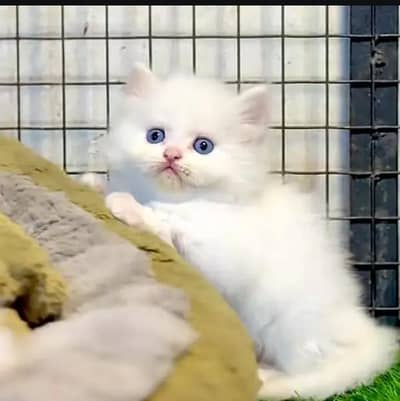 (Persian female kitten) (for sale all) (Pakistan delivery available)