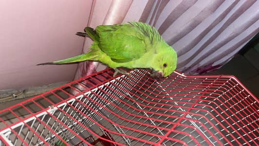 Green parrot