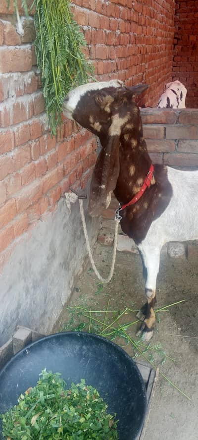 Sindhi kamori bakri for sale urgent