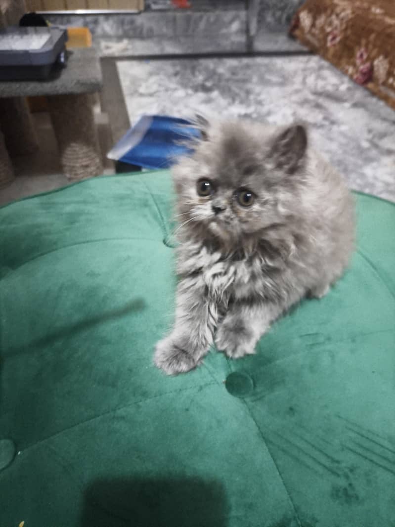 flufy 1