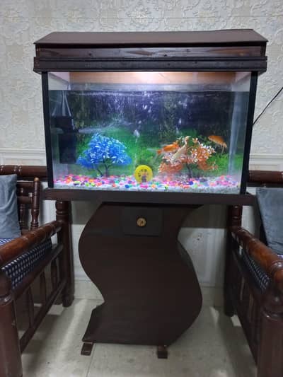 aquarium with 3 fishes for urgent sale