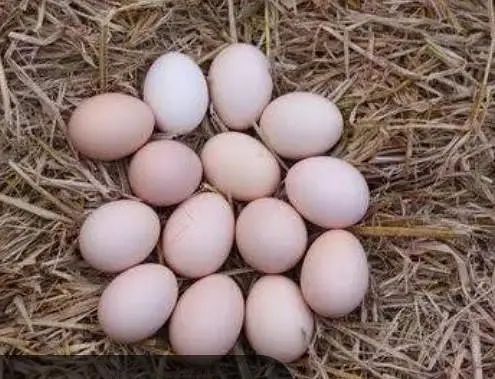 Desi and Aseel eggs available — photo 2