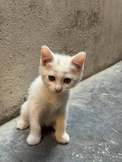 Persian Kitten