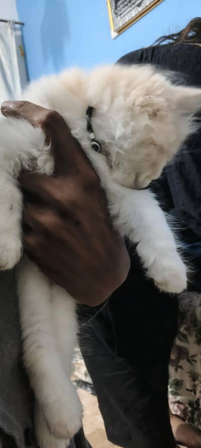 triple Cote 4 kitten Persian