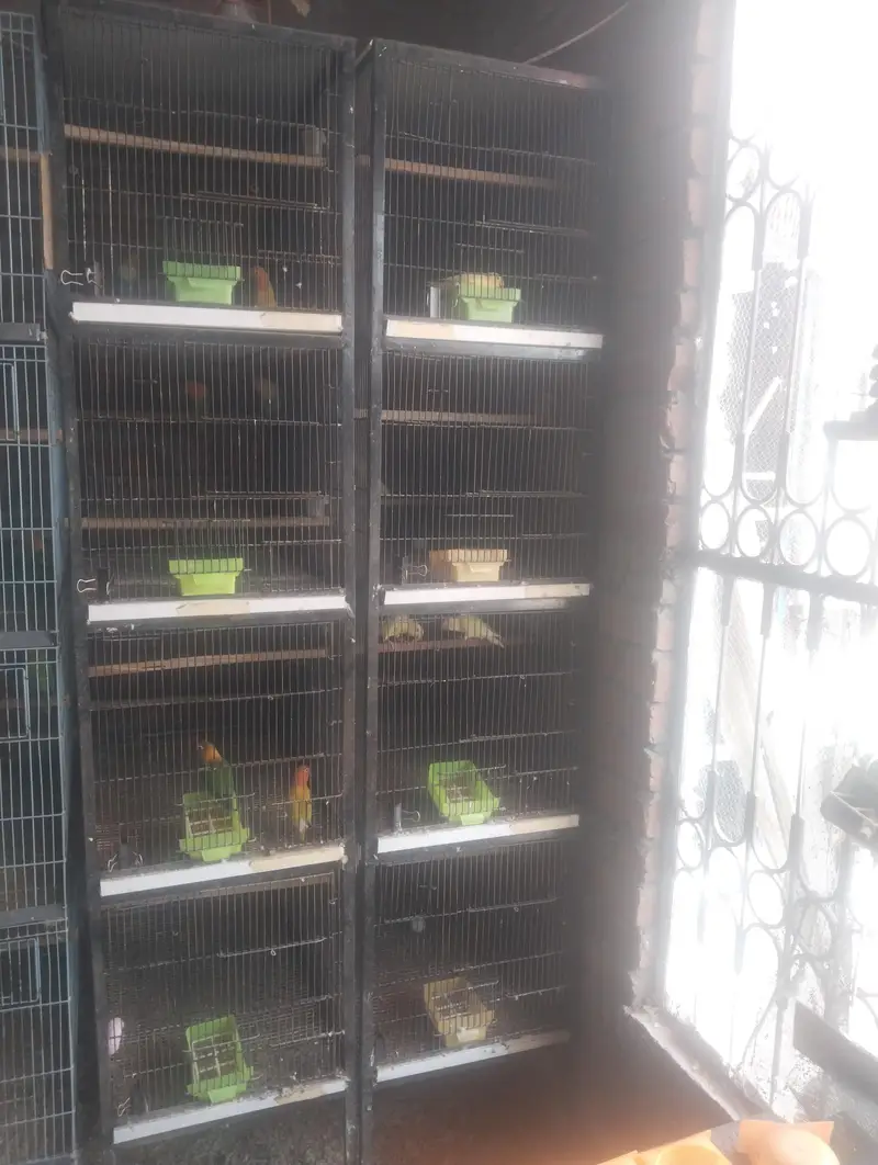 cages 4 sale — photo 6