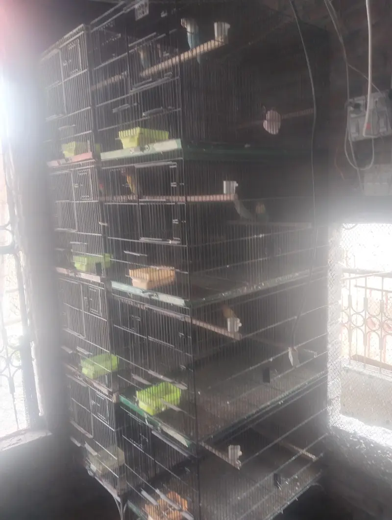 cages 4 sale — photo 7