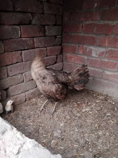 pure aseel hens for sale 18 mnths ki hn 03234250600 wahtsapp