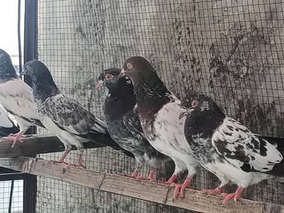 Teddy golden pigeons