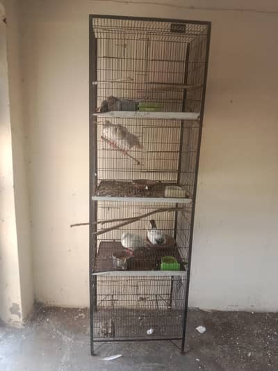 2 Used Bird Cages (4 Portion Wale) + Love Birds For Sale