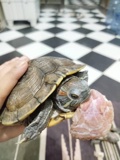 RED HEAD TURTLES (PAIR) MALE AND FEMALE