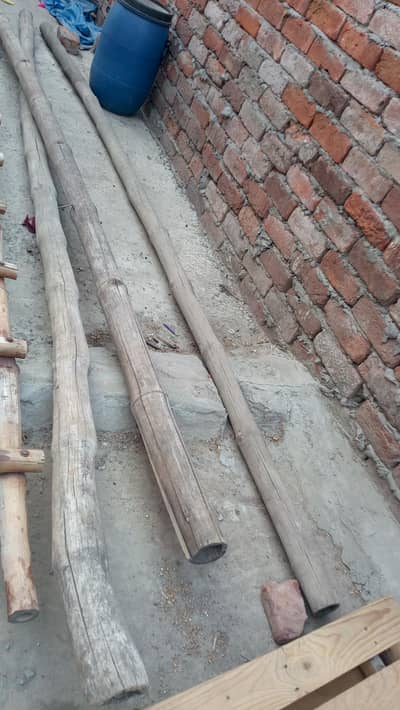 4 Bambu  hight 10 SE 11 feet