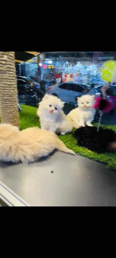 persian cat for sale MywatsapppNumber0341-15-94-140