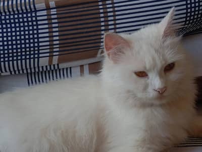 female cat for sale