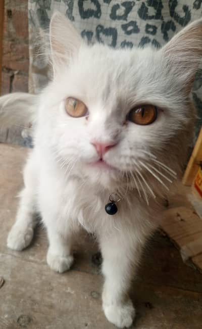beautiful white persion male cat - 13 months old