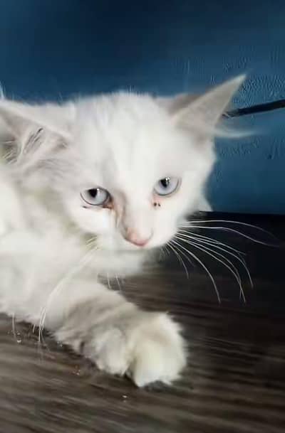 Persian kitten 3coat blue eyes