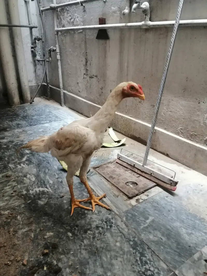 Aseel for Sale — photo 4
