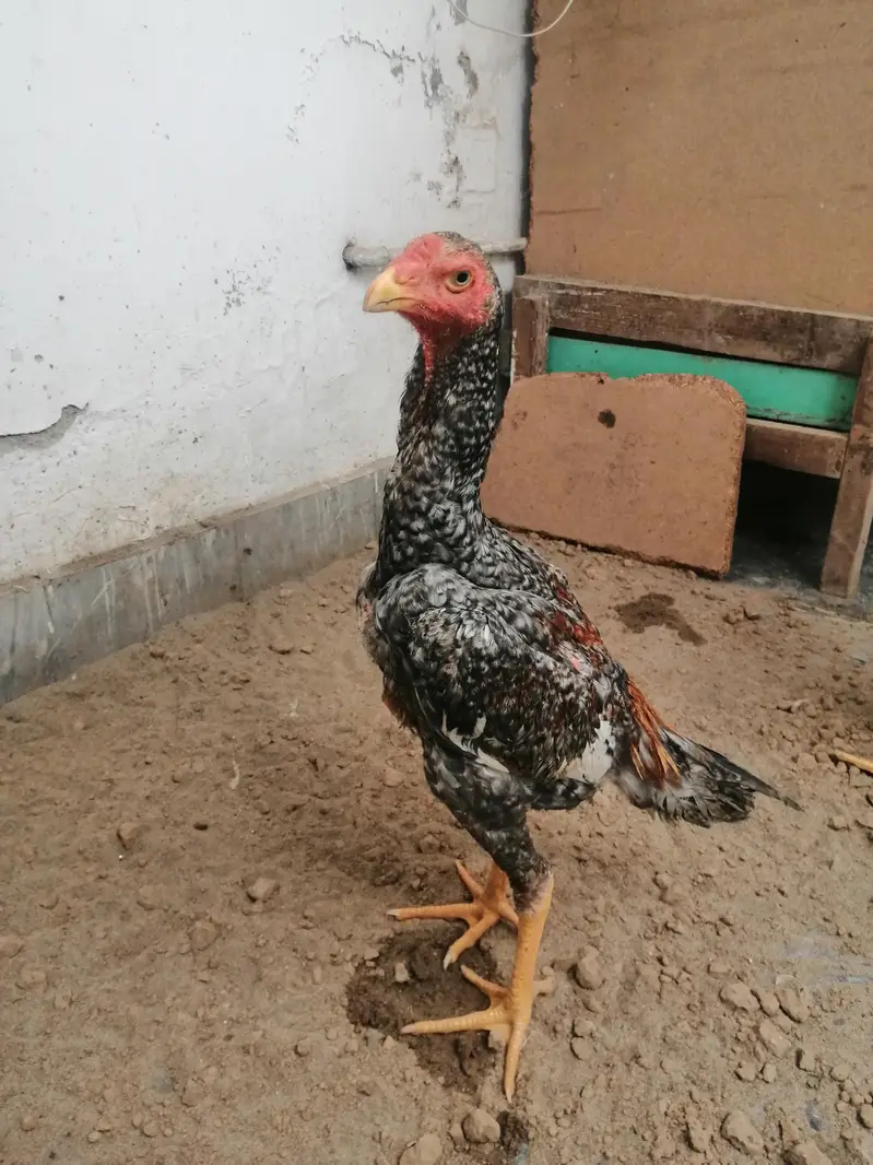 Aseel for Sale — photo 5