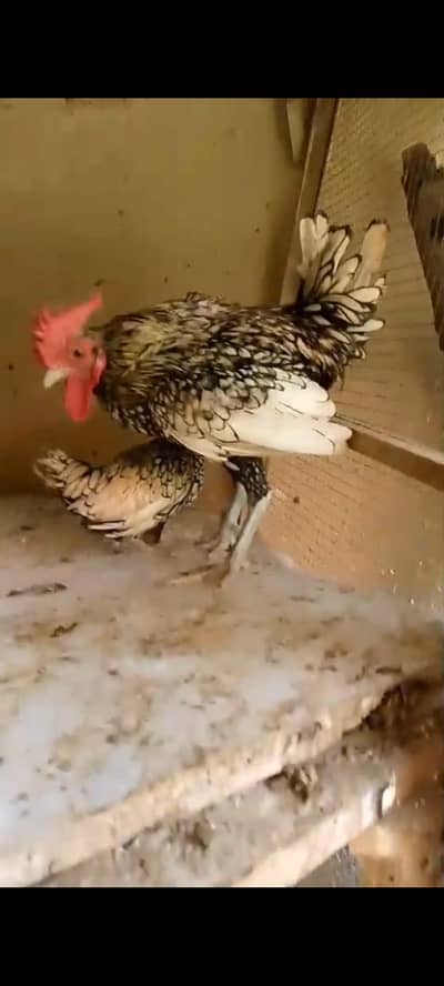 Brahma,silver sabrite, Bantam,japenese, Fancy