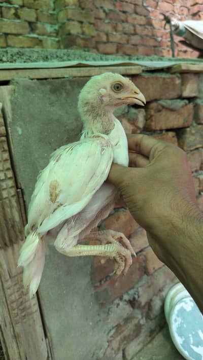 Heera Aseel White Chicks