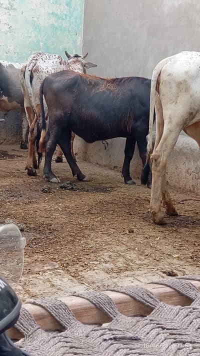 Katti for sale in faisalabad