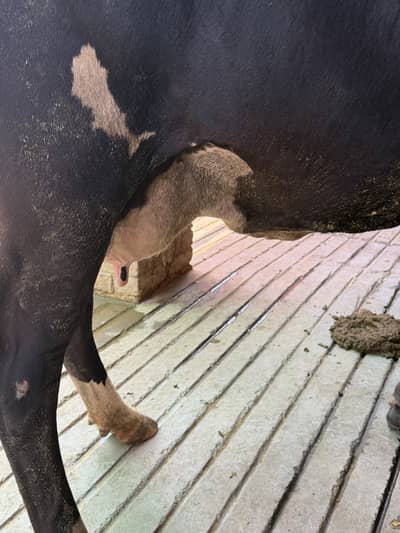 Jersey fresian cross cow