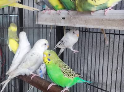 Australian Budgies Pair Healthy Breeding Birds