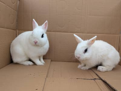 Dwarf Hotot | Breeder Pair | High Quality Rabbits | Bunnies | 1+ Year