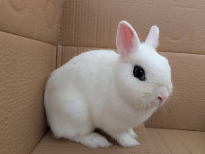 Dwarf Hotot | Breeder Female| High Quality Rabbits | Bunnies | 1+ Year