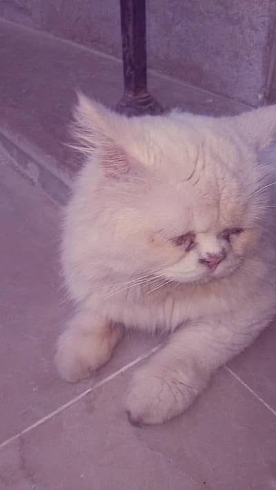 peke face cute  cat