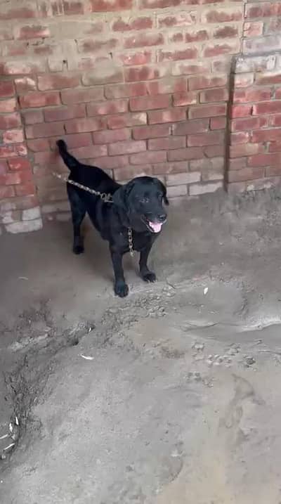 labrador  dog