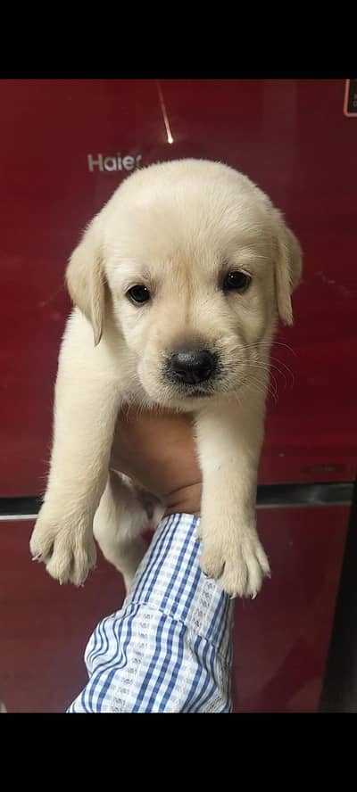 Labrador puppies available for sale