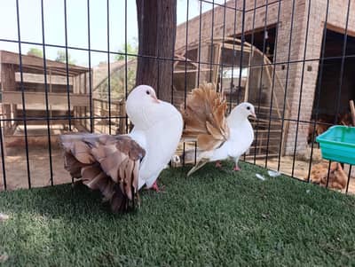 Fantail Breeder Pair