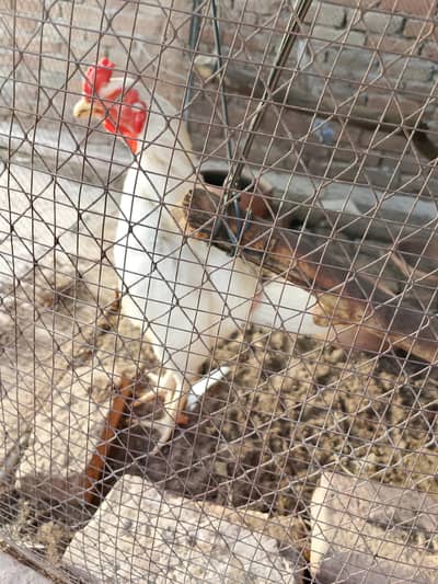 Paper white young aseel heera pair