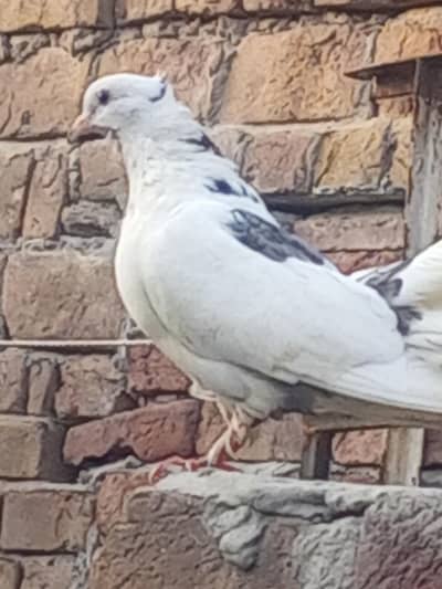 Home breeding and healthy pairs
