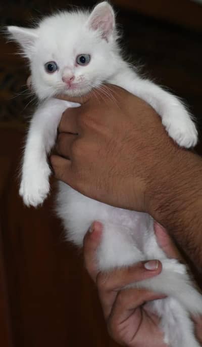Persian kitten