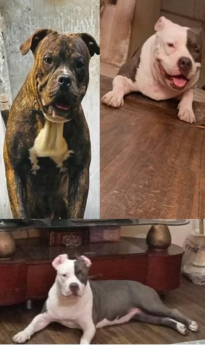 American bully puppy available hai inkay maa bap ki pic lagi we hai