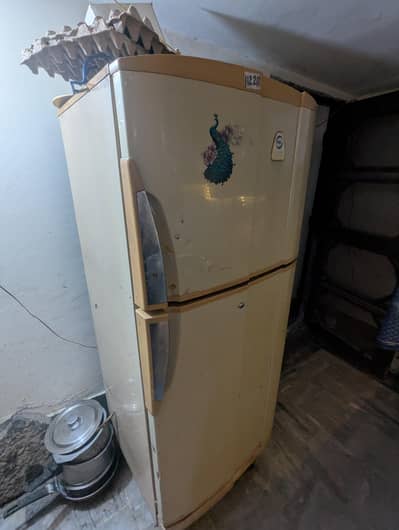 PEL TOTAL GENINE FRIGE RARE LARGE SIZE