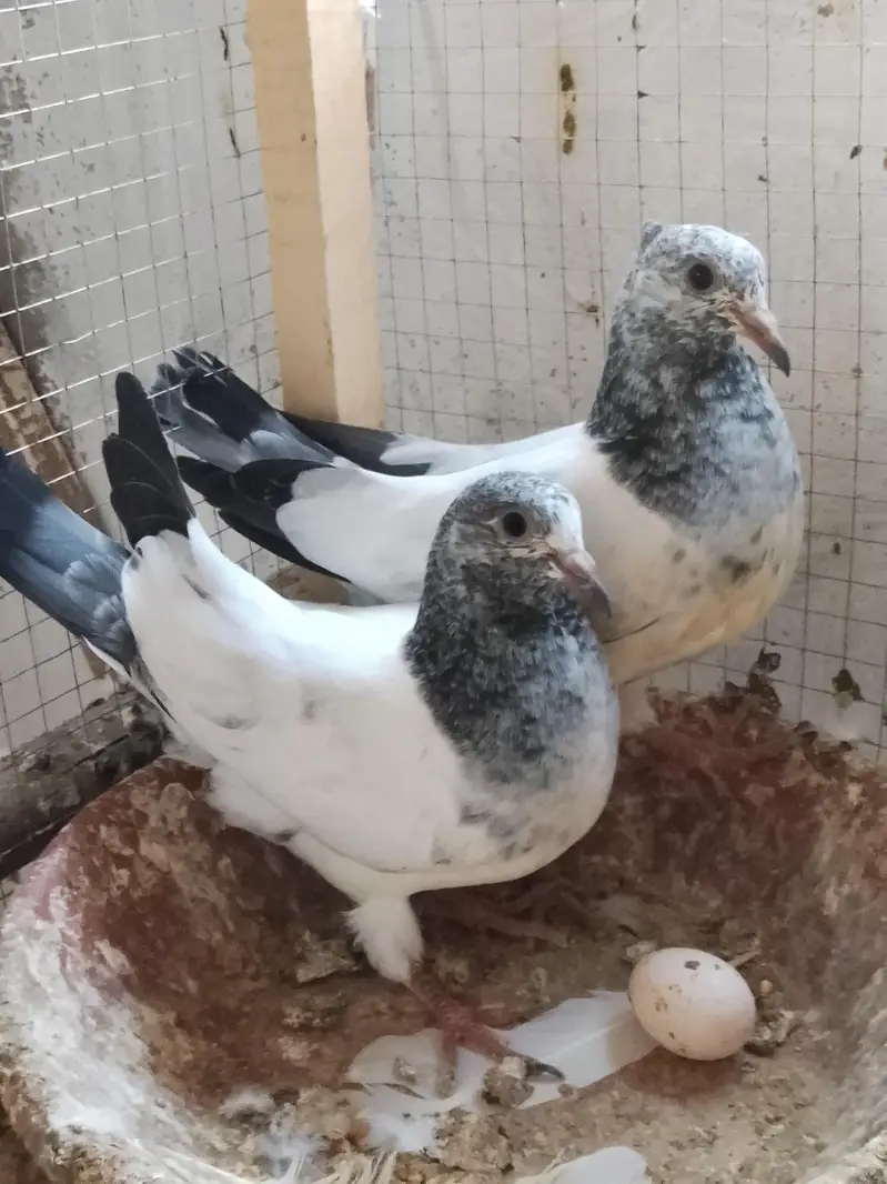 35 Waly kabuter golden teady Ali Waly kabuter hi 2 month ke hi — photo 6