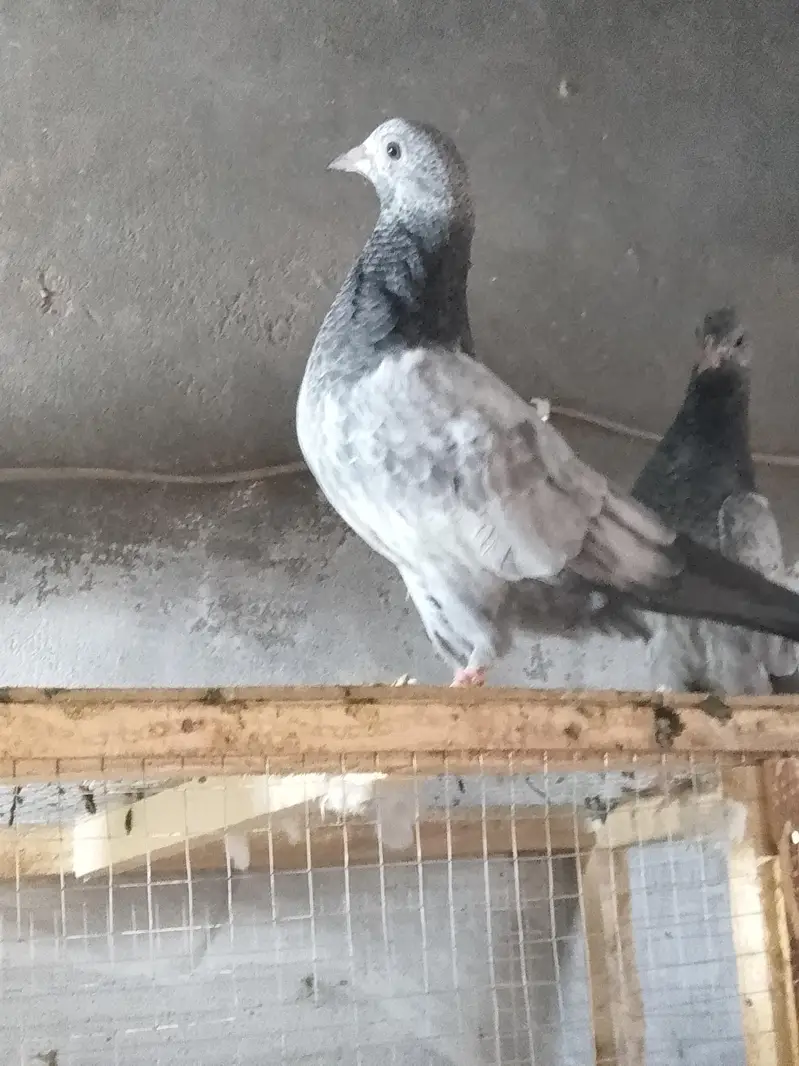 35 Waly kabuter golden teady Ali Waly kabuter hi 2 month ke hi — photo 8