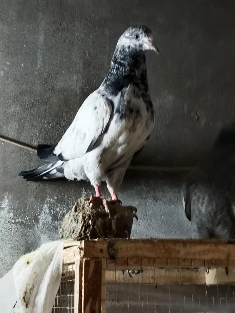 35 Waly kabuter golden teady Ali Waly kabuter hi 2 month ke hi — photo 9