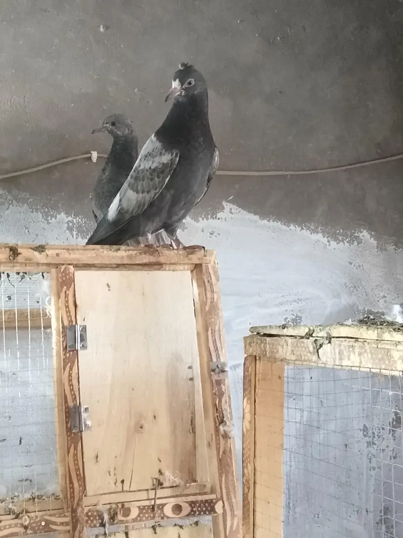 35 Waly kabuter golden teady Ali Waly kabuter hi 2 month ke hi — photo 11