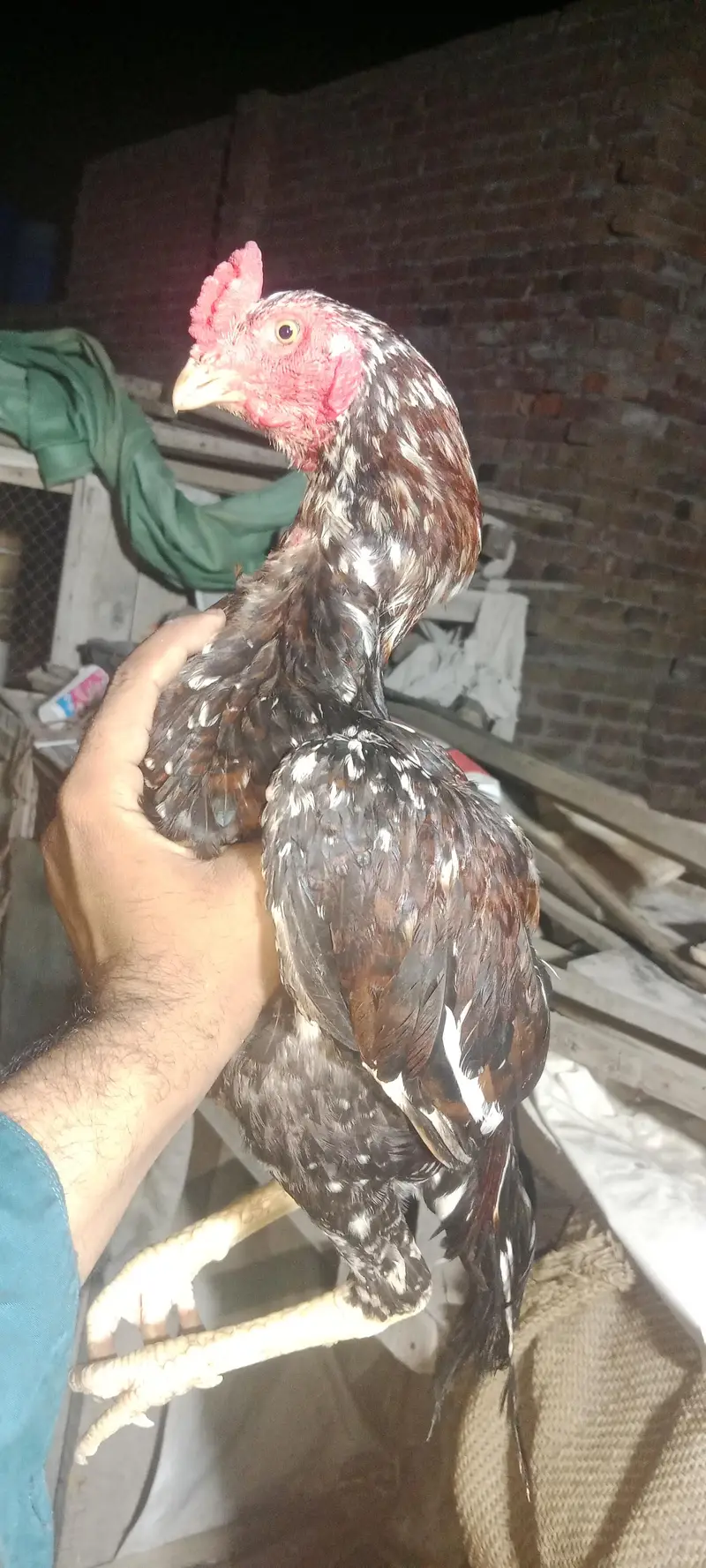 rampori. x. amroha chaska Bazo sy mazrat — photo 2