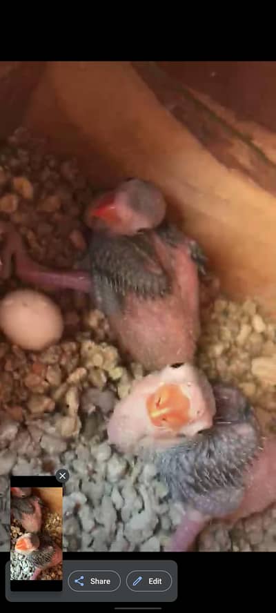 ringneck chicks