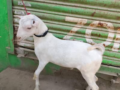 teddi Bakra age 5 month