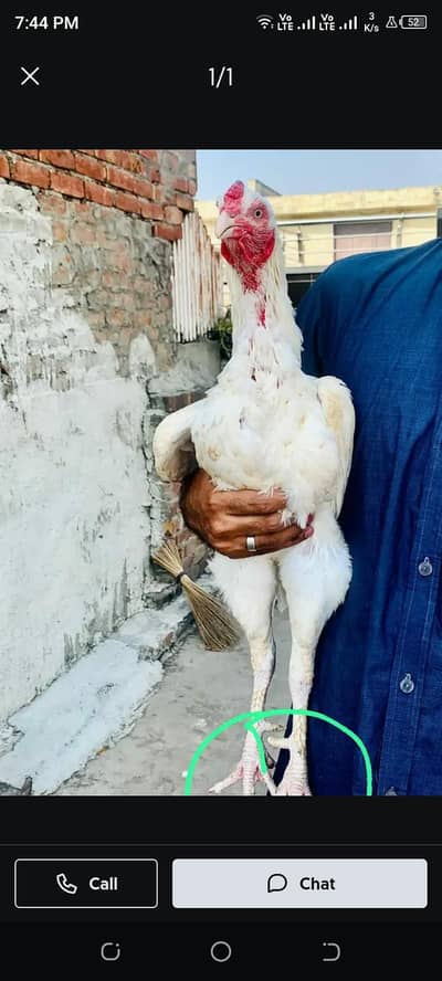 Heera murg