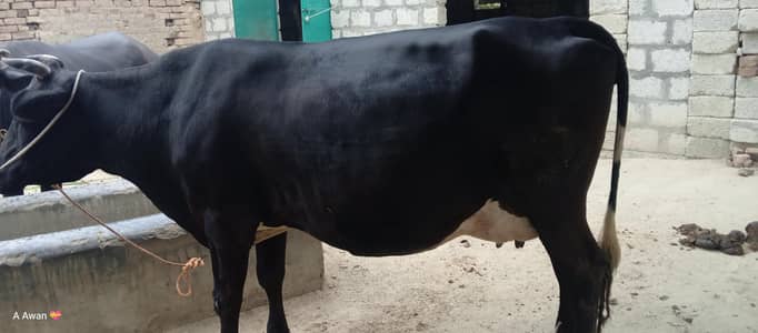 cow for sale