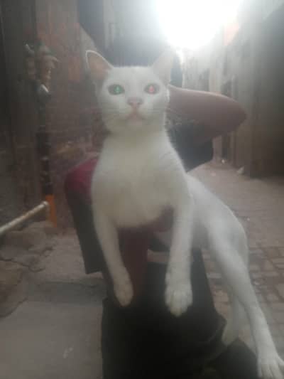 White Cat One Eye White One Eye Blue for Sale